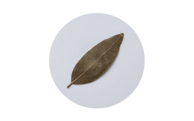 月桂葉 bay leaf